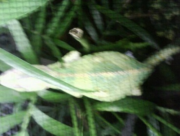 Mr.Chameleon in his sleep lookin gorgeous <3