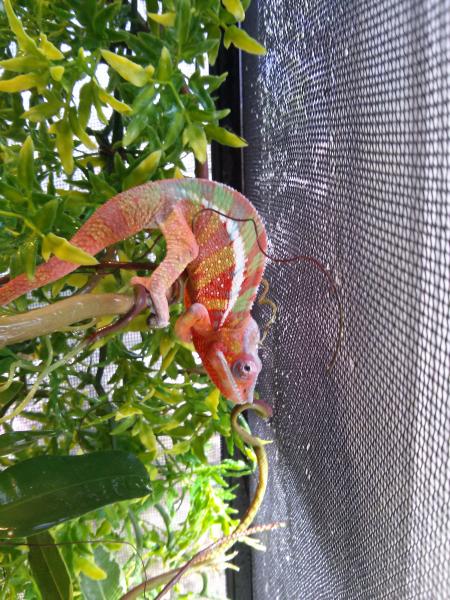 Mr. Rogers: Kammer Red bar ambilobe