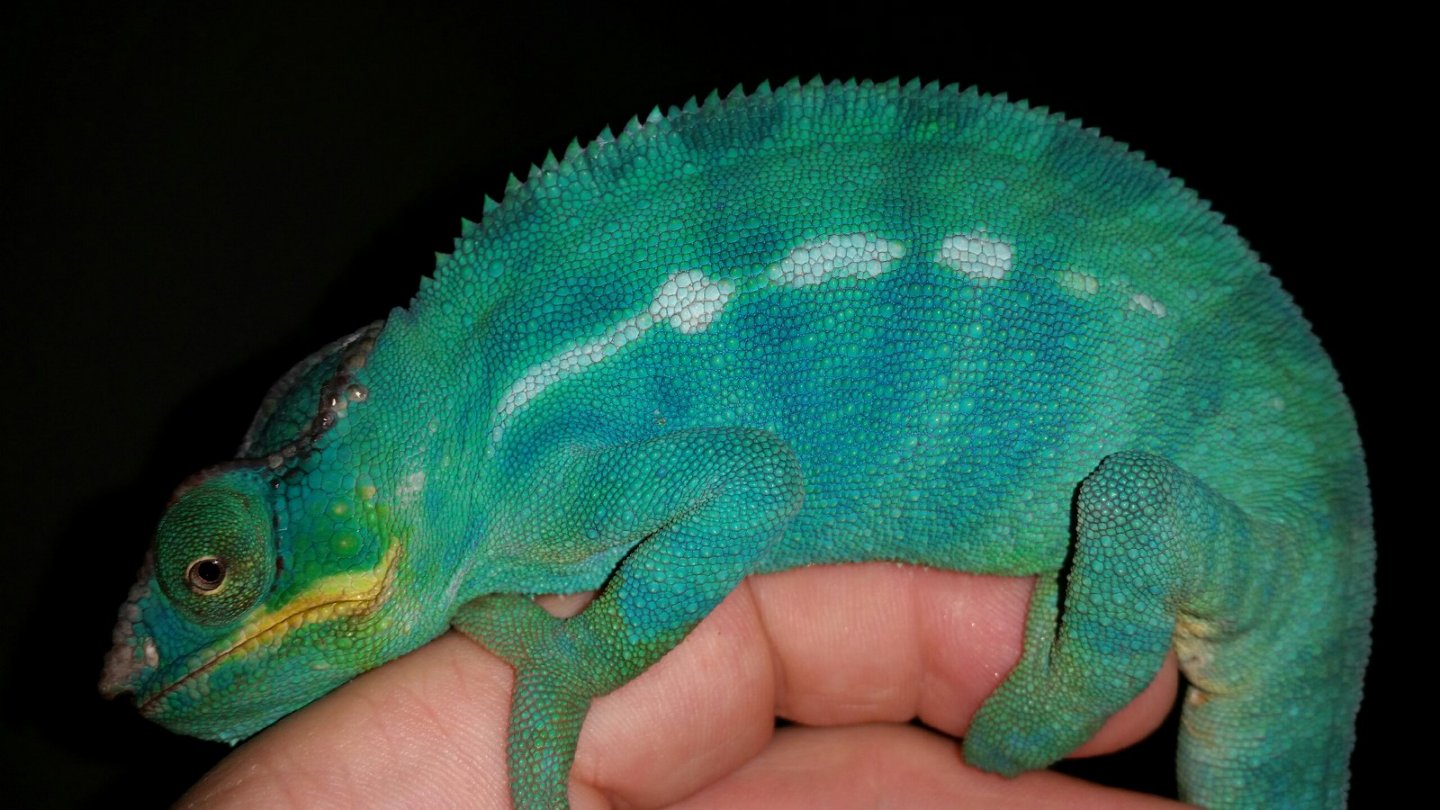 Mr. Teal