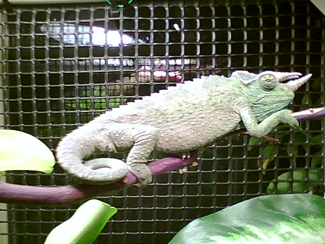 MR. TRIGGS gets a new cage