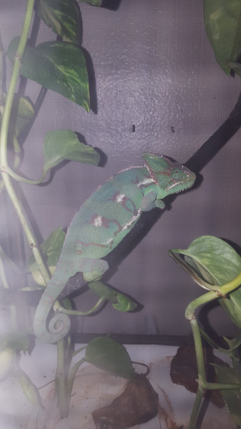 Ms.Green before bed
