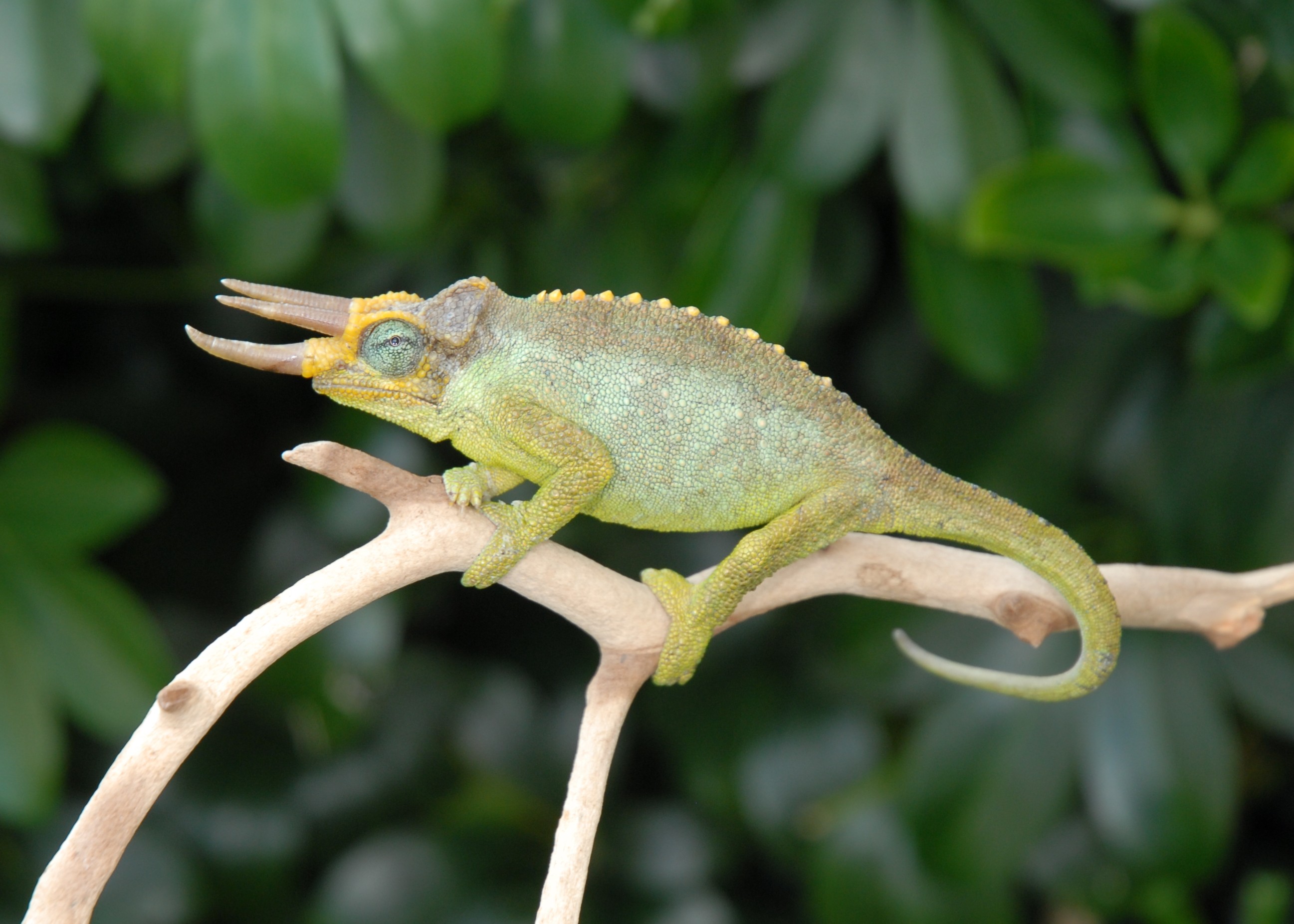 Mt. Meru Jackson Chameleon