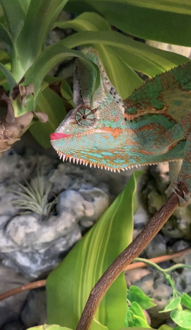 Munching Hibiscus