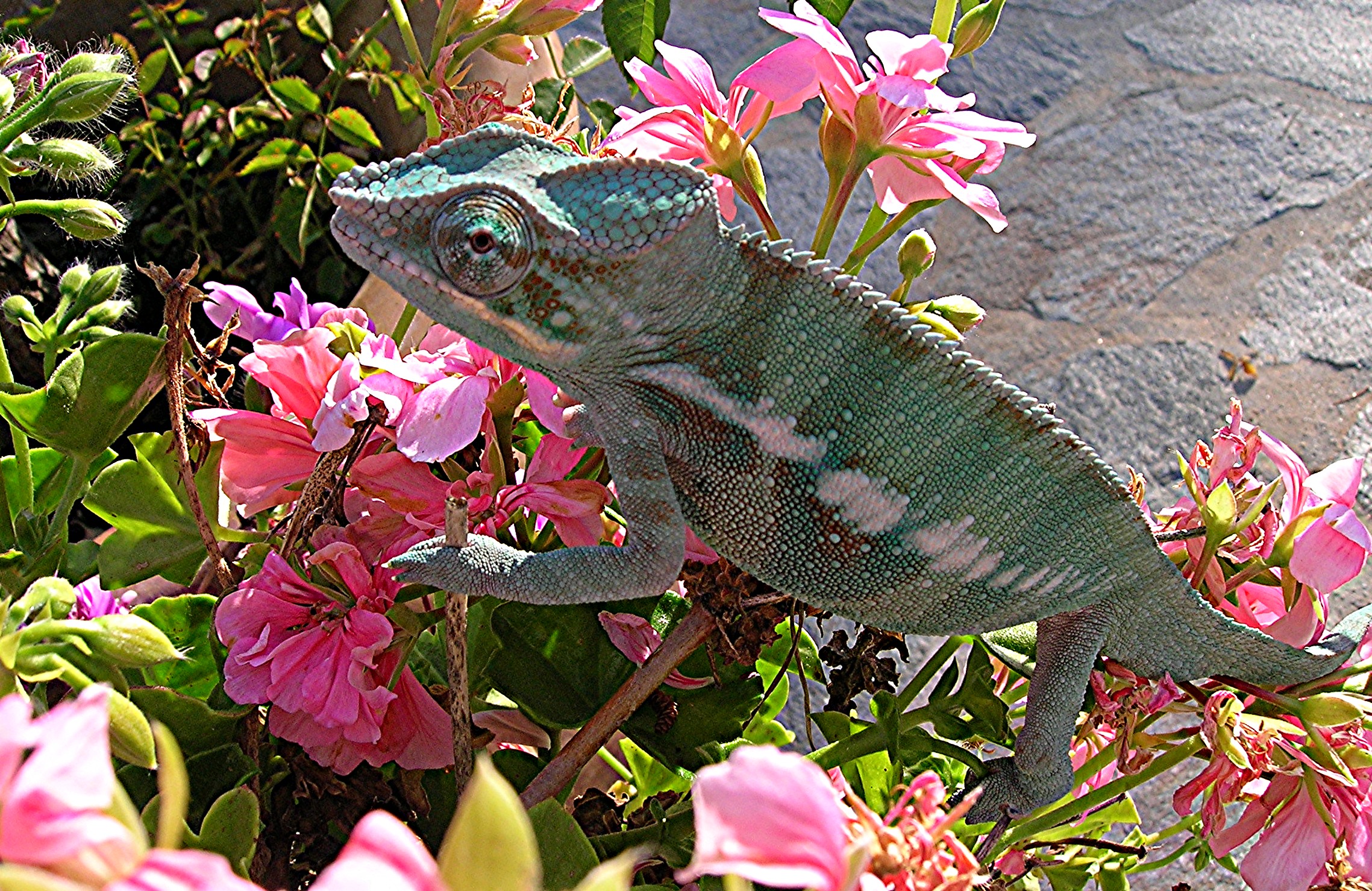 Murtagh the Ambanja in the Flowers