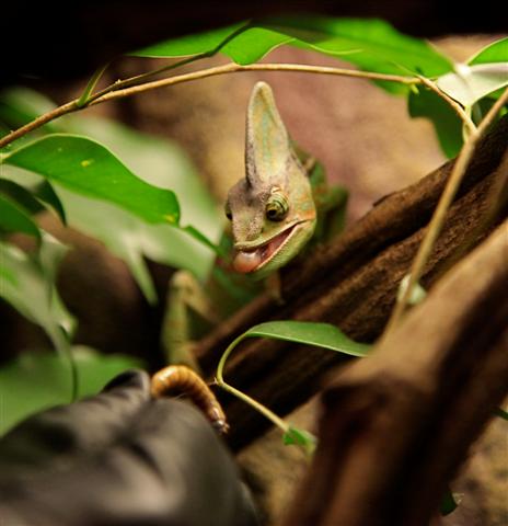 Must. Have. The. Superworm.