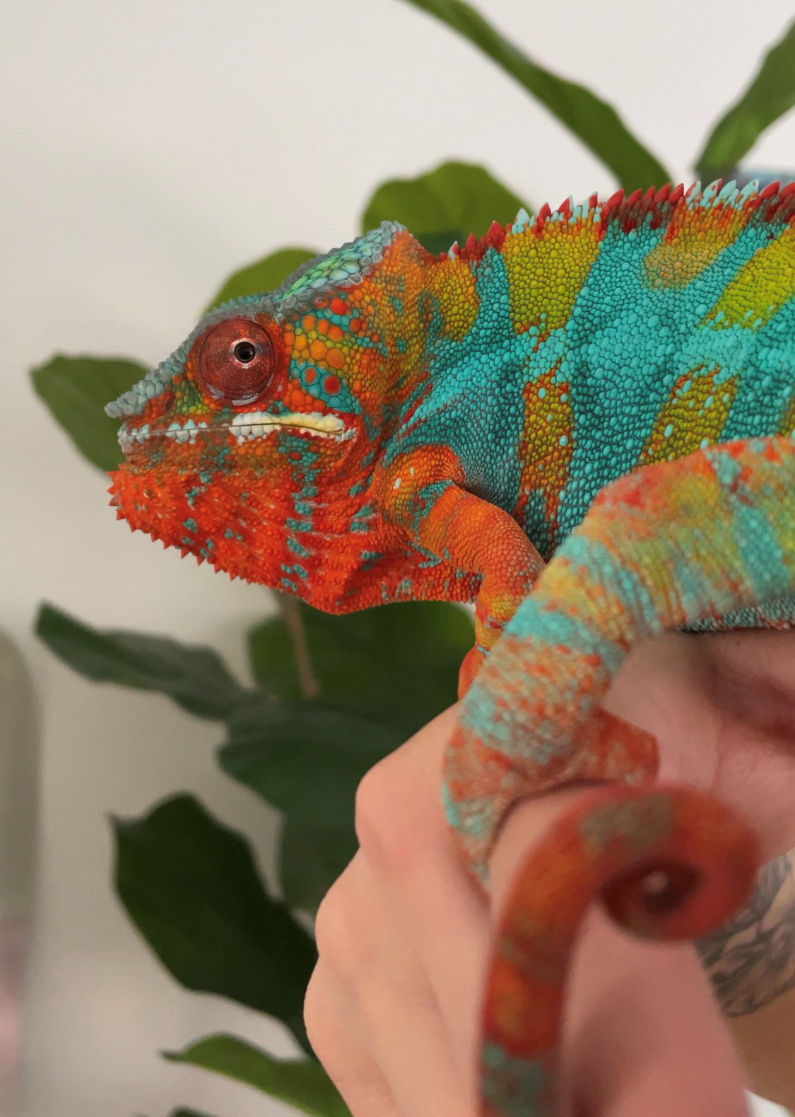 My 3 year old panthar, Blu
