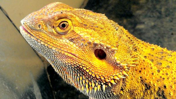 My 500 gram bearded dragon chewwy and he's only 18 months. He still might grow some more :)