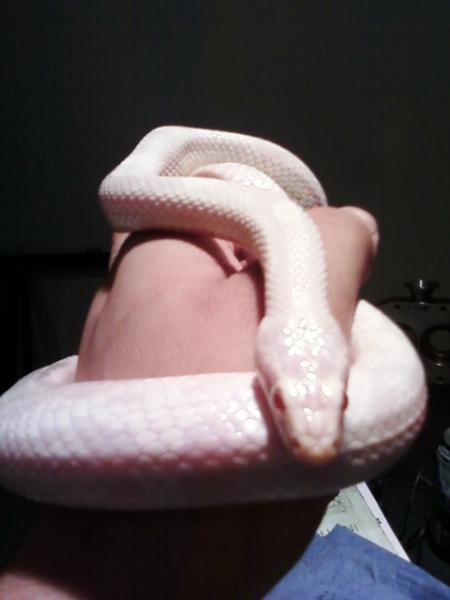 my albino snow corn. Tsuki. it means moon in japanese