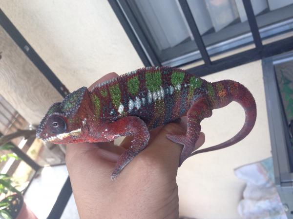 My amilobe I took in from a from a forum member named him Art