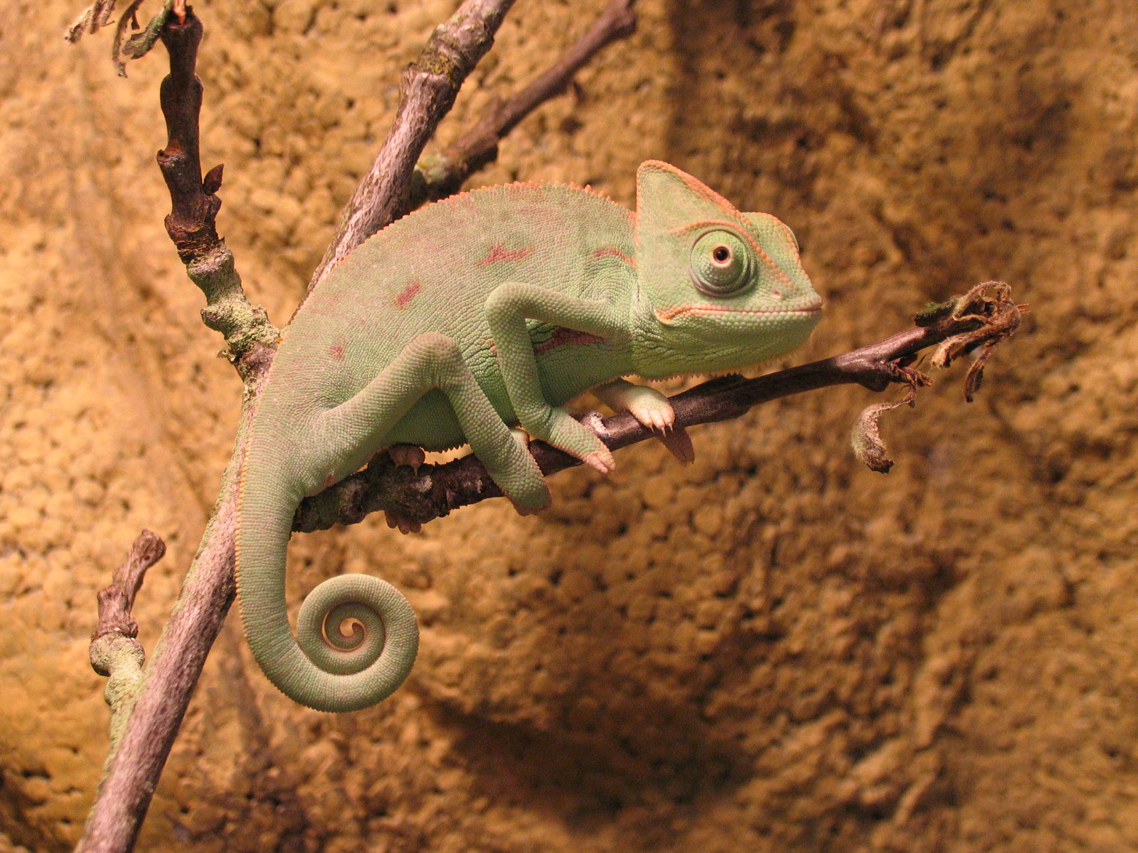 My Baby Vieled Chameleon