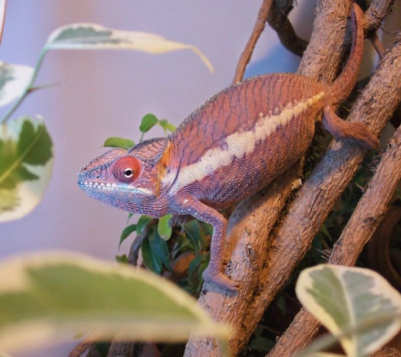 My beautiful Ankaramy Panther