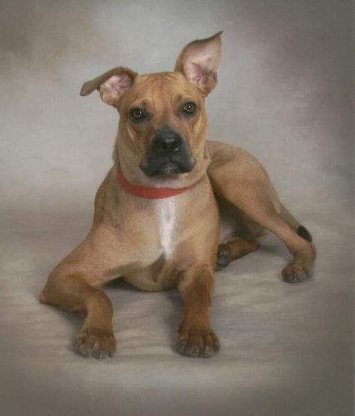 My beautiful dog Red