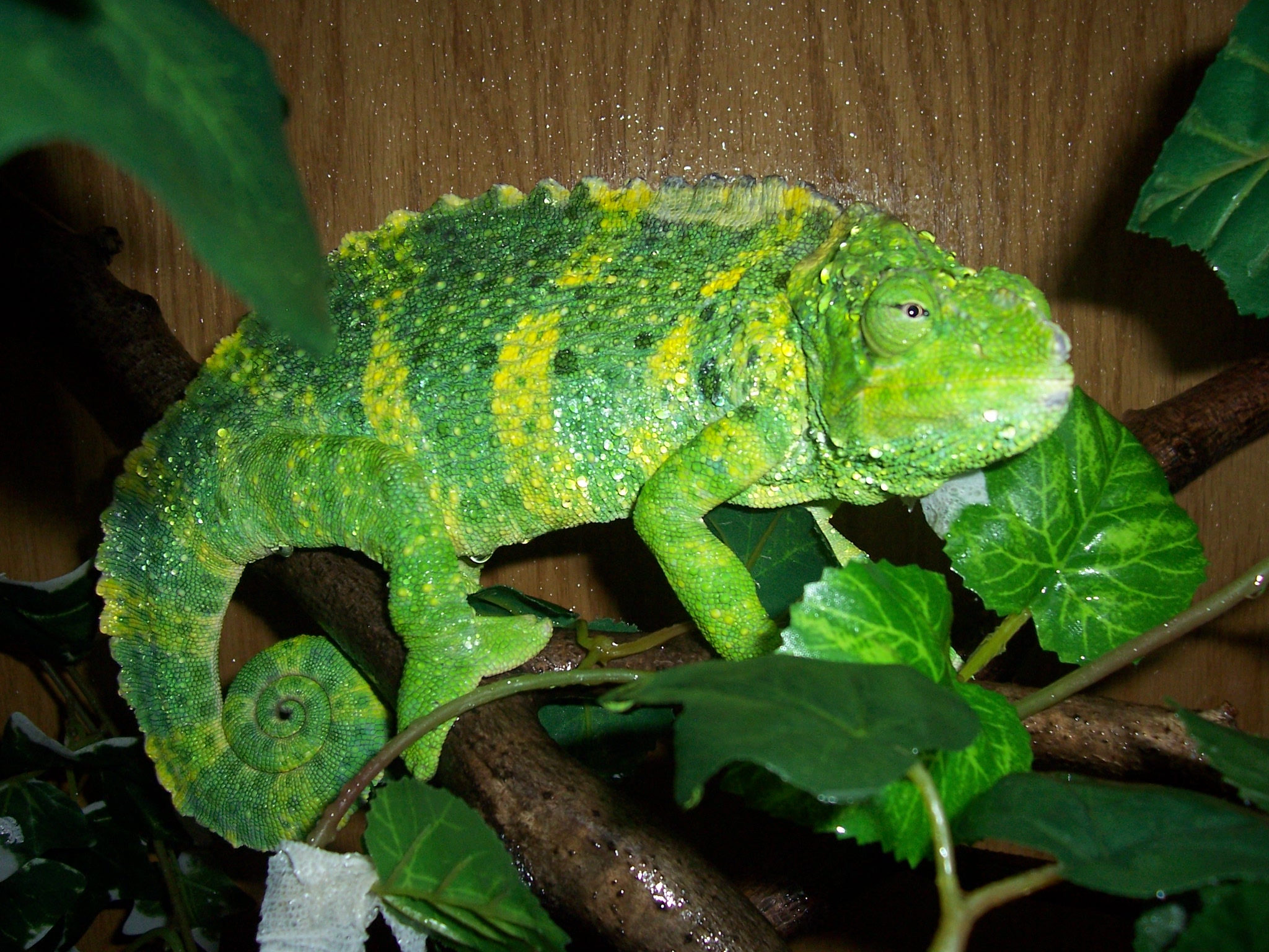 My Beautiful Melleri "Sprite"