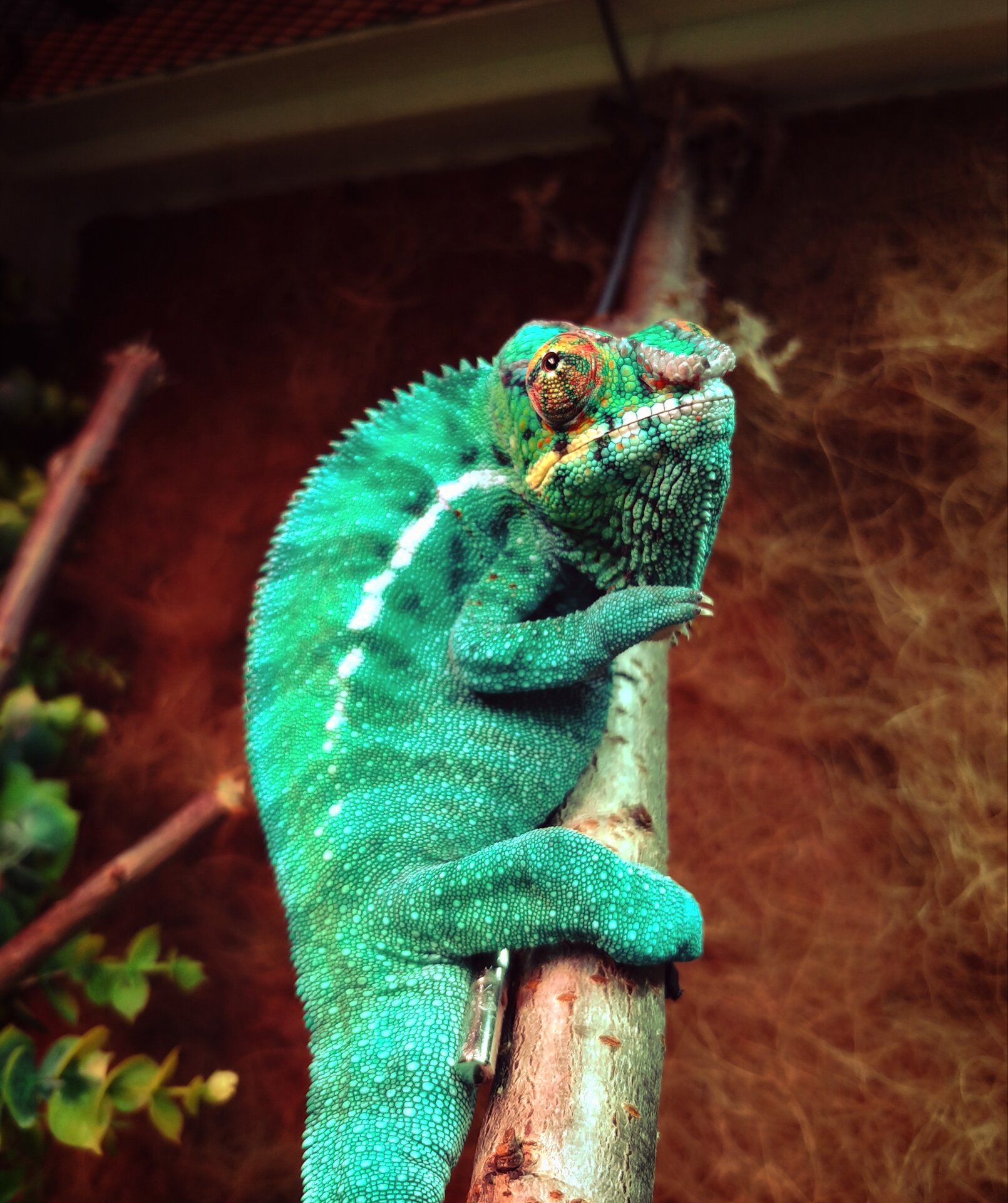 My blue striking a pose