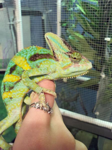 My boy Veiled cham