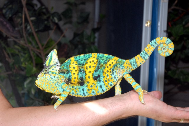 My Breeder Male Veiled