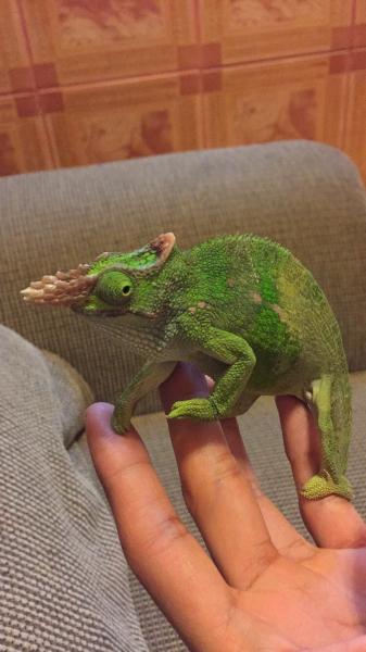 My Bros Fischers chameleon