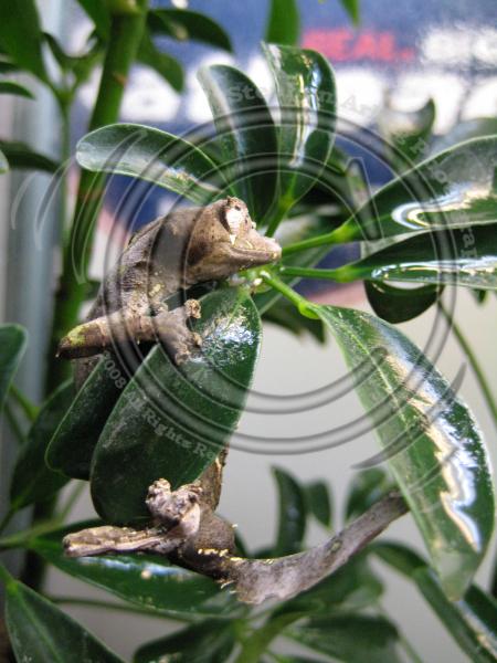 My buddy RFB2's geckos