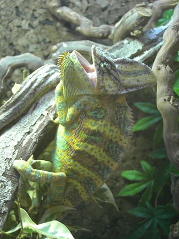 My Calyptratus