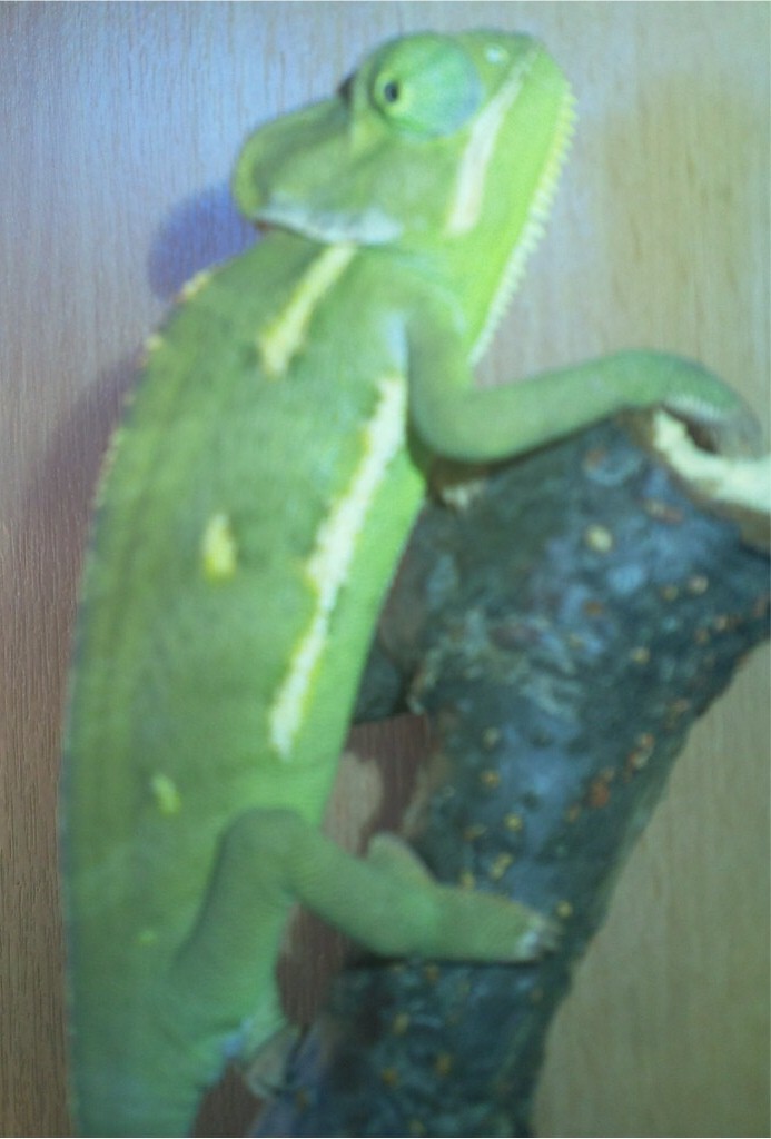 My Chameleon George
