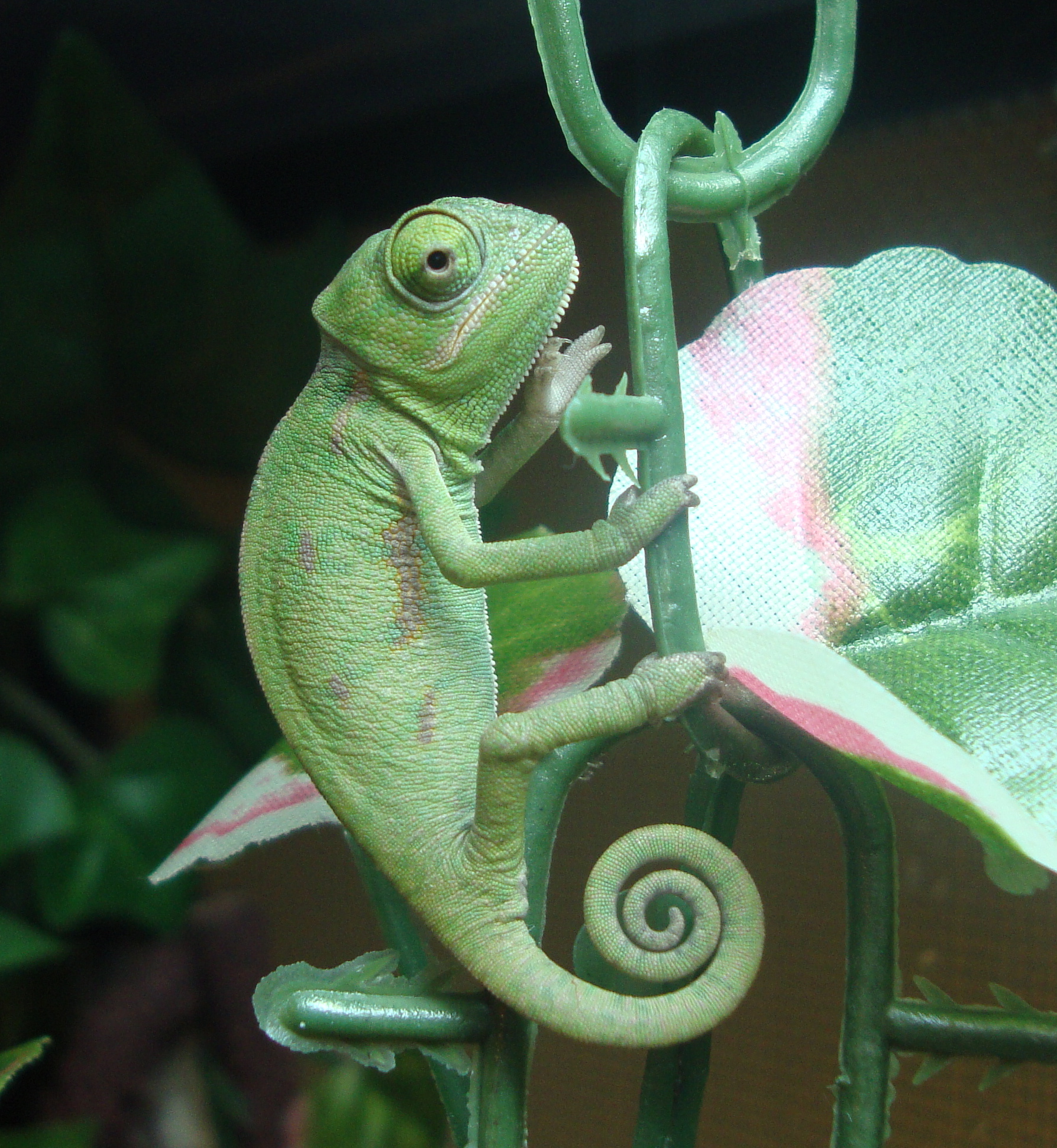 My Chameleon
