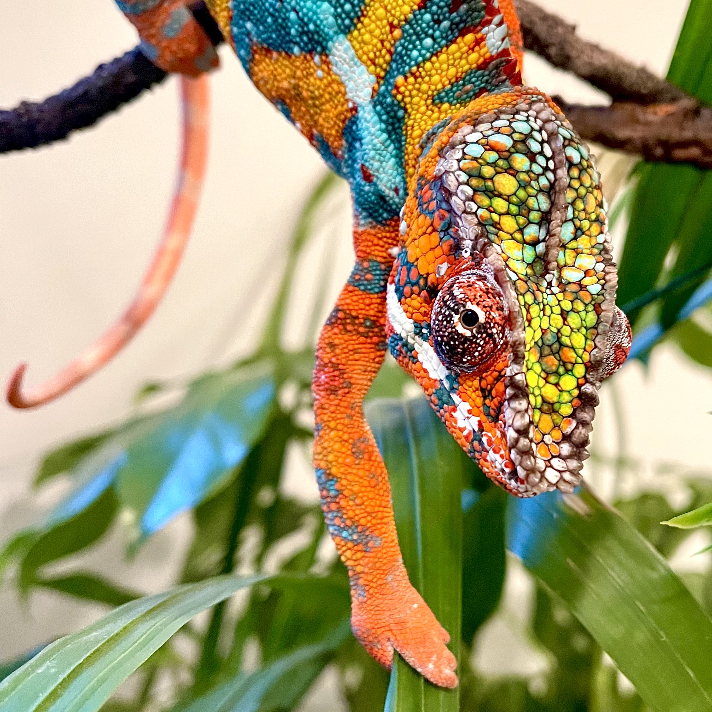 My Colorful Panther