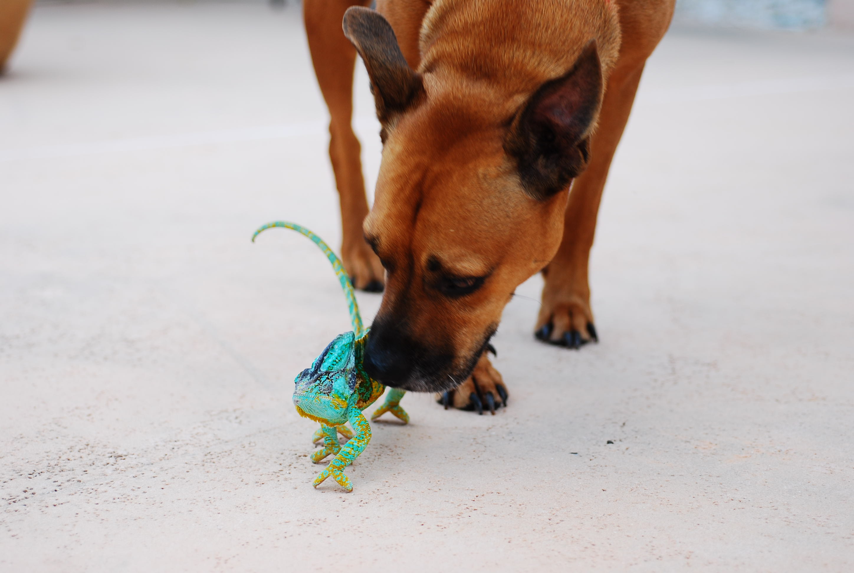 My Dog Red And My Male Veiled Luie