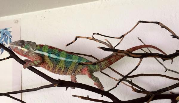 My dude sniper. he is now 13 months old! His red bars have turned to blue with red rain. This is his resting colors he turns almost a light lime color