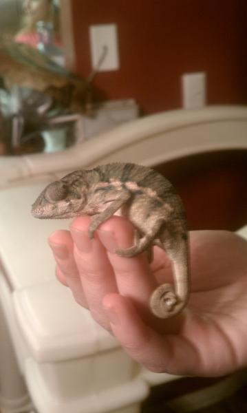 MY DWARF PANTHER