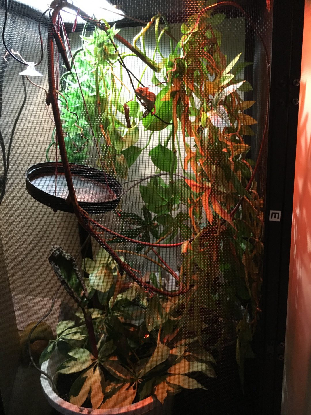 My enclosure