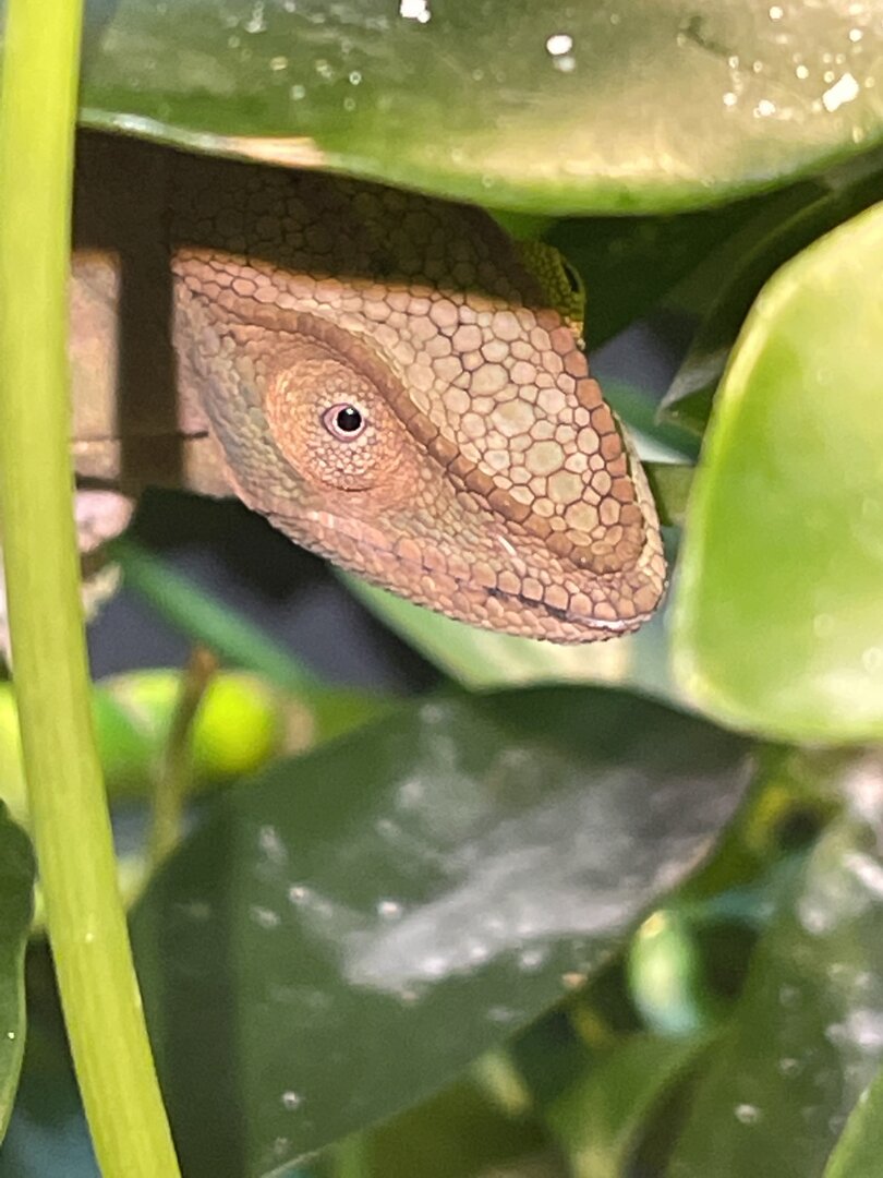 My female chameleon has black around her mouth.