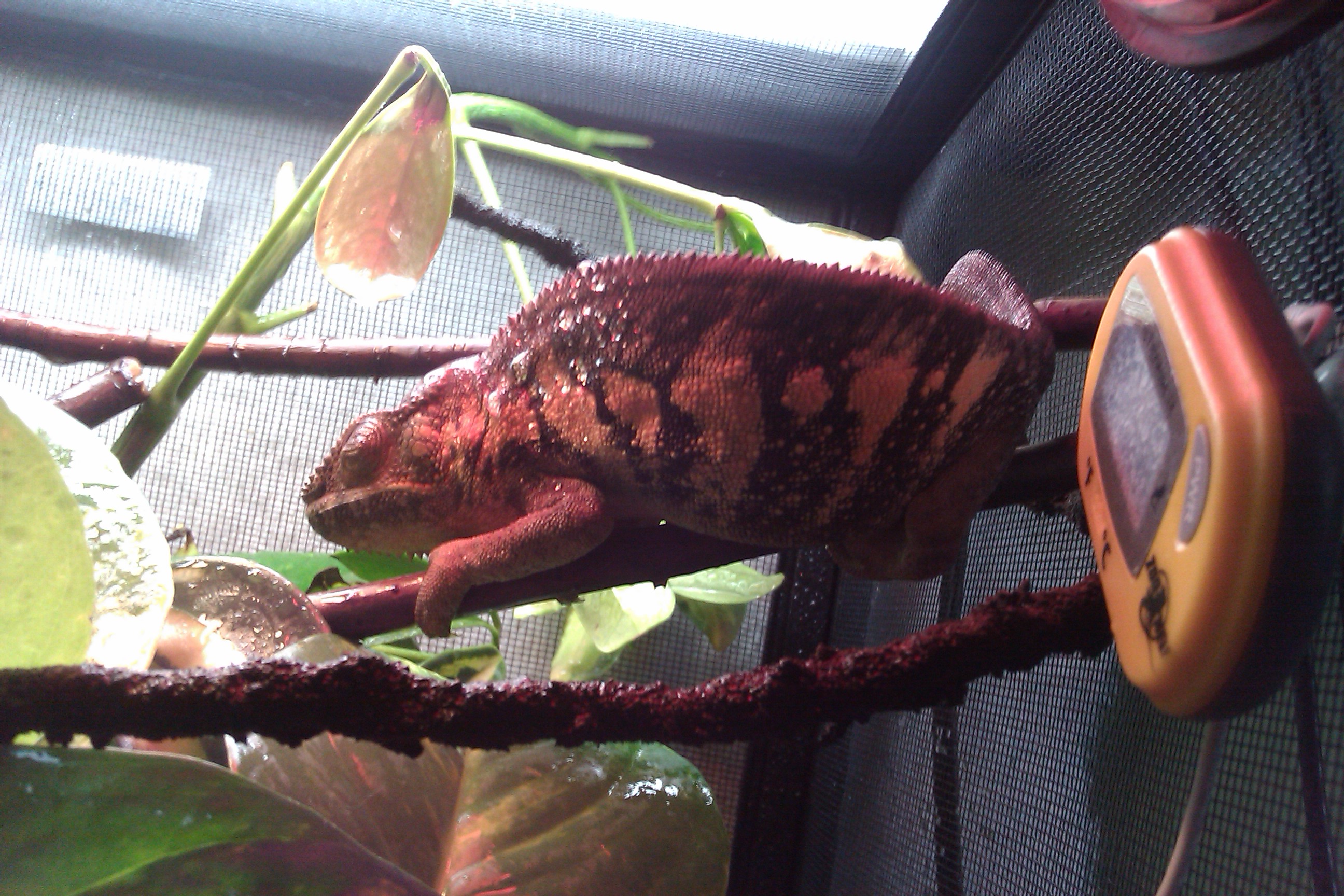 My Female...(not Named Yet)