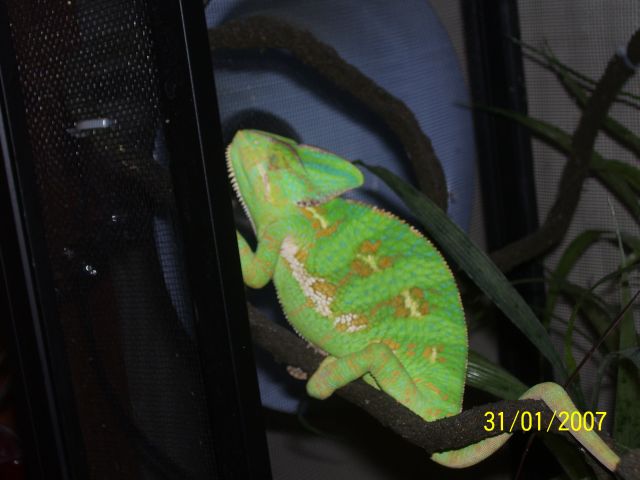 My Female Veiled