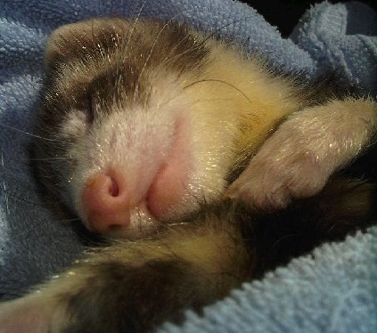 My ferret .. Piff<3