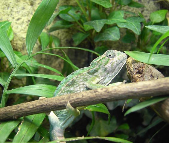 My Furcifer Lateralis