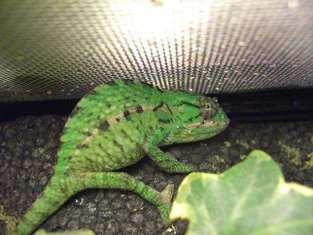 My Furcifer Lateralis