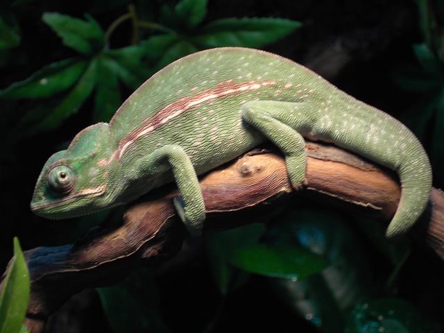 My Furcifer Lateralis