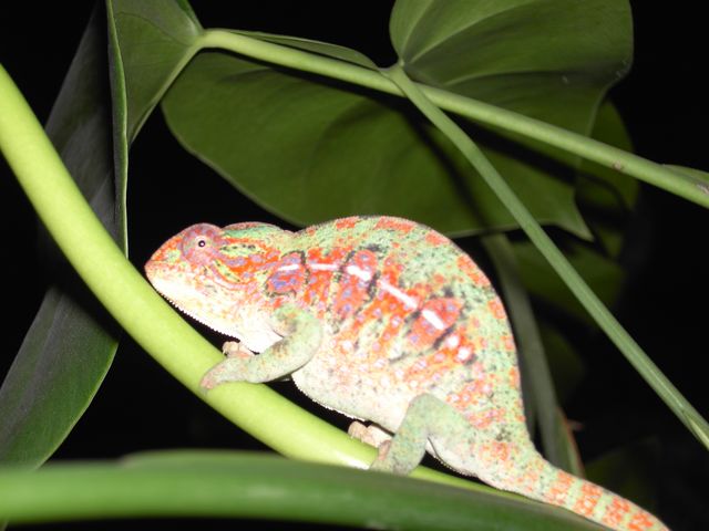 My Furcifer Lateralis