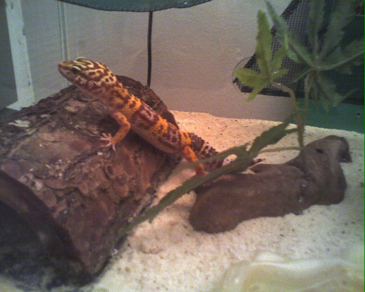 My Gecko, Karma
