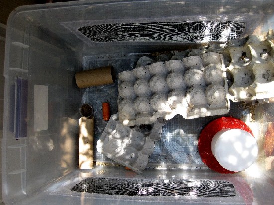 My general population bin, with screen hot glued to each side for ventilation.
