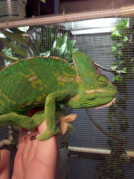 My girl Veiled cham