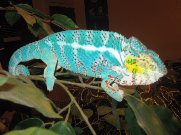 My good looking chams 003