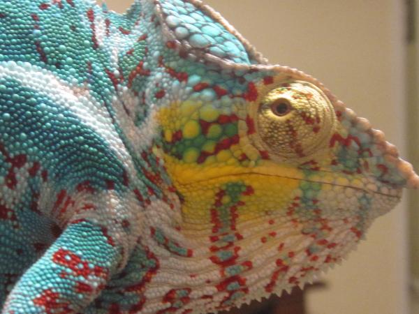 My good looking chams 010