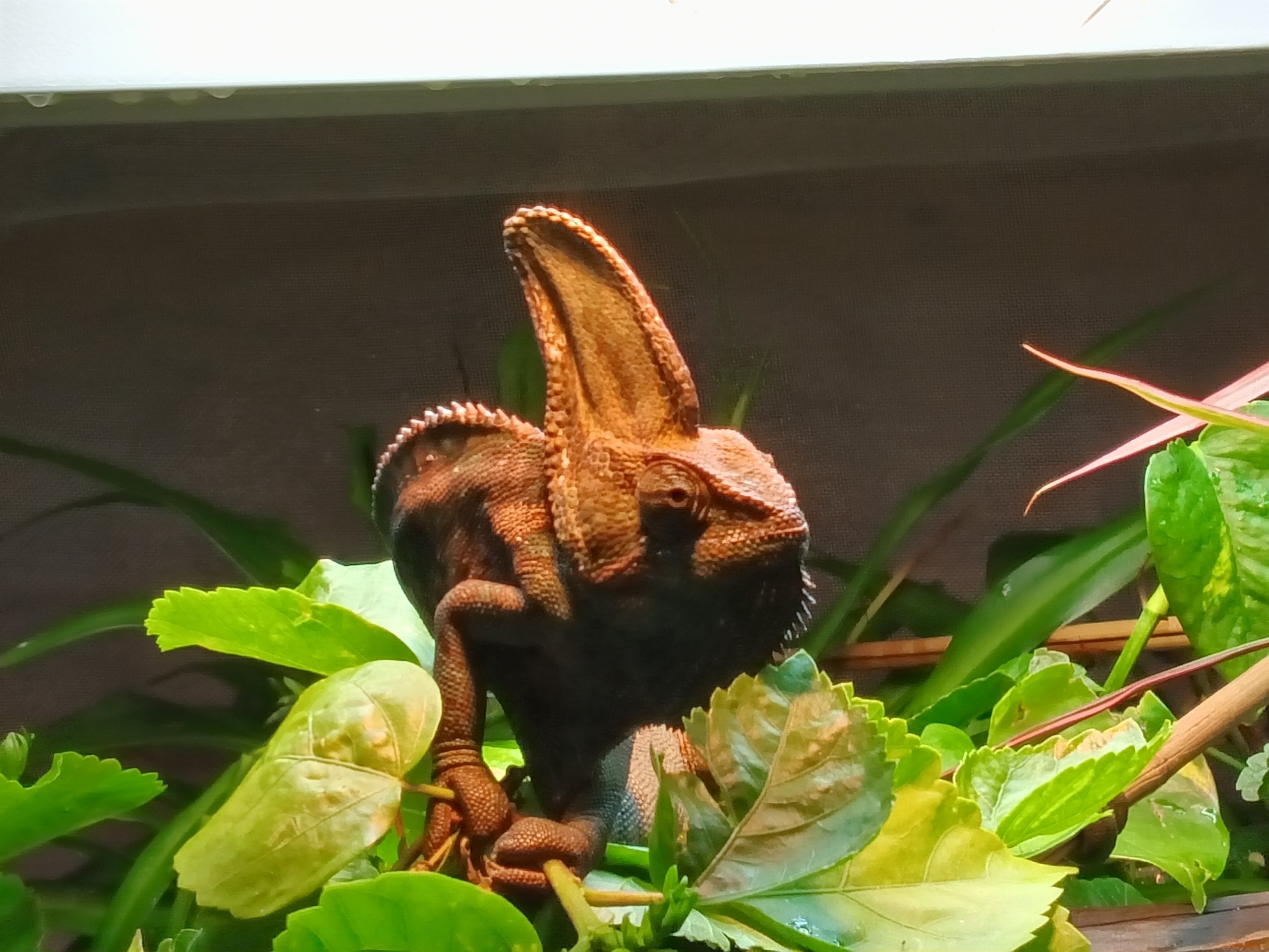 My Good Side