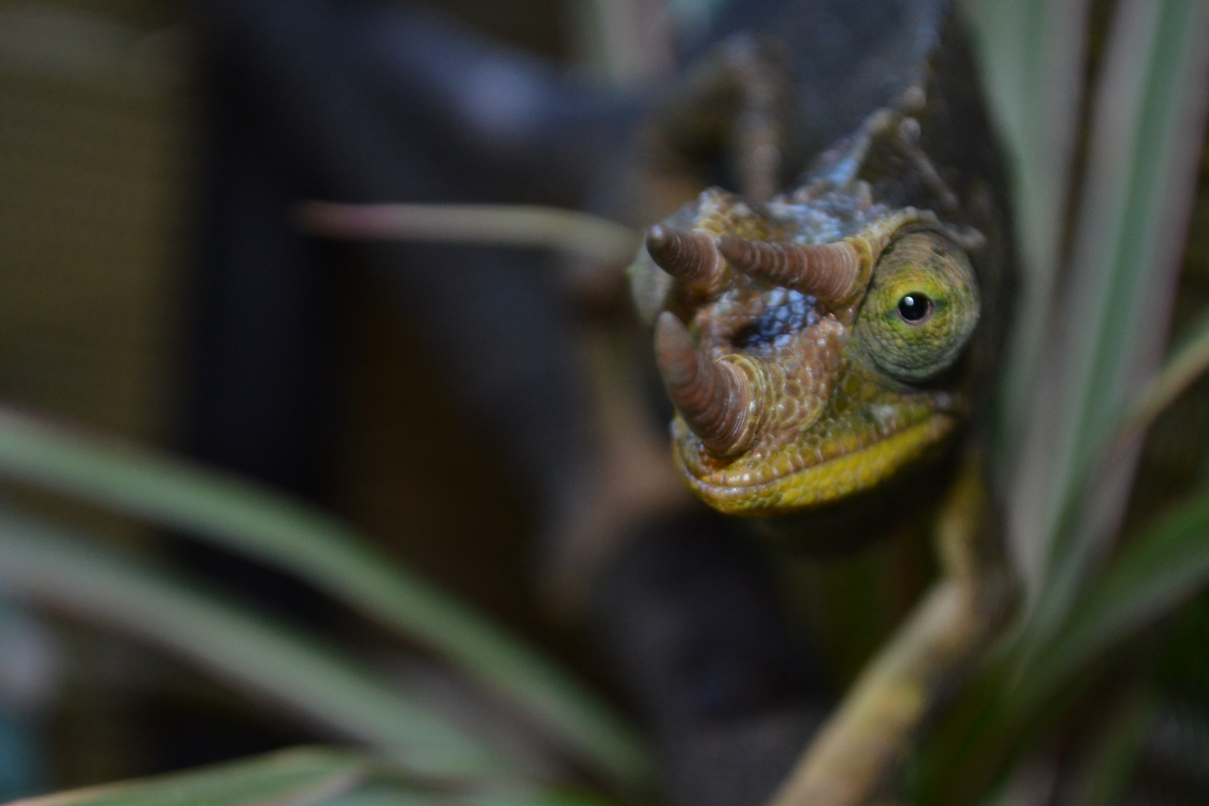 My Handsome New Chameleon:)