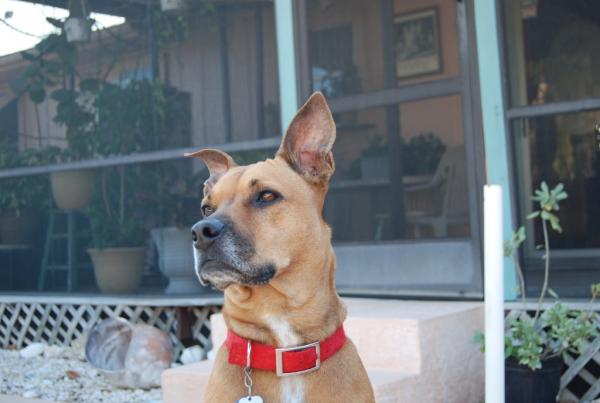 My handsome Red dog 7 years old