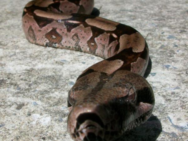 My husbands OTHER girl...female Guyana redtail
