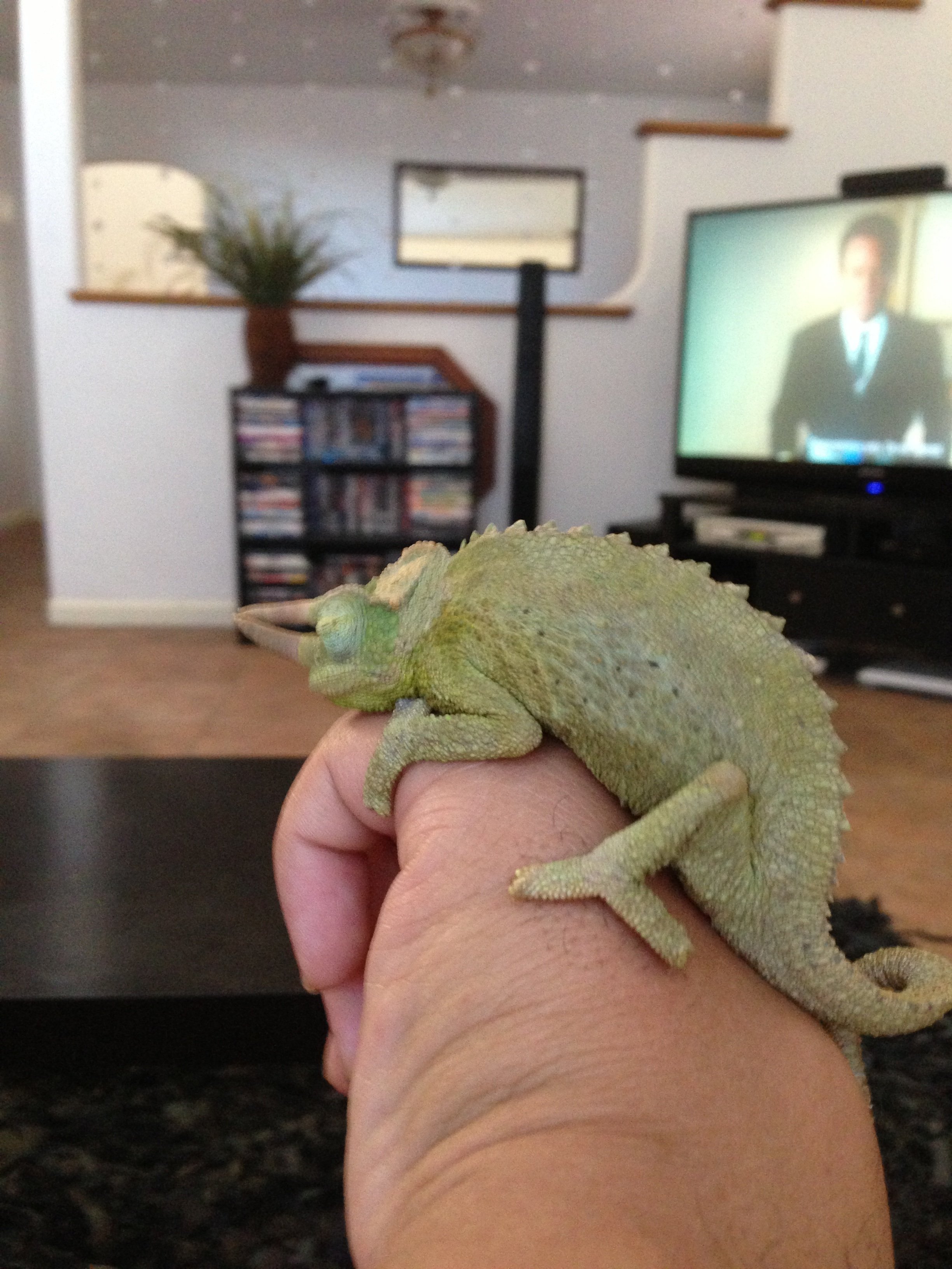 My Jackson Chameleon