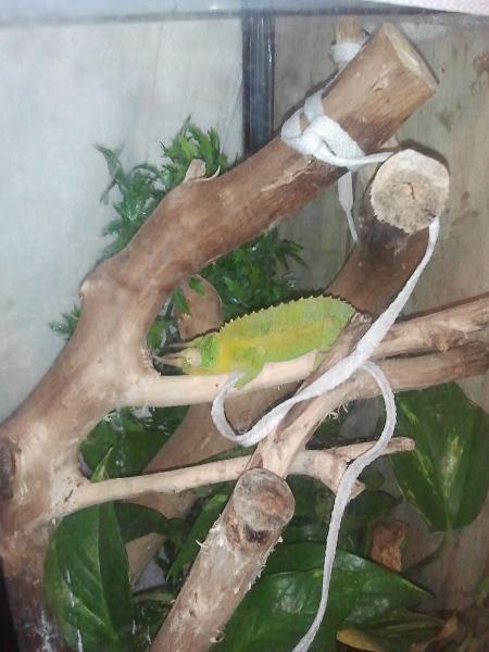 my Jacksons sleeping when I first got him.