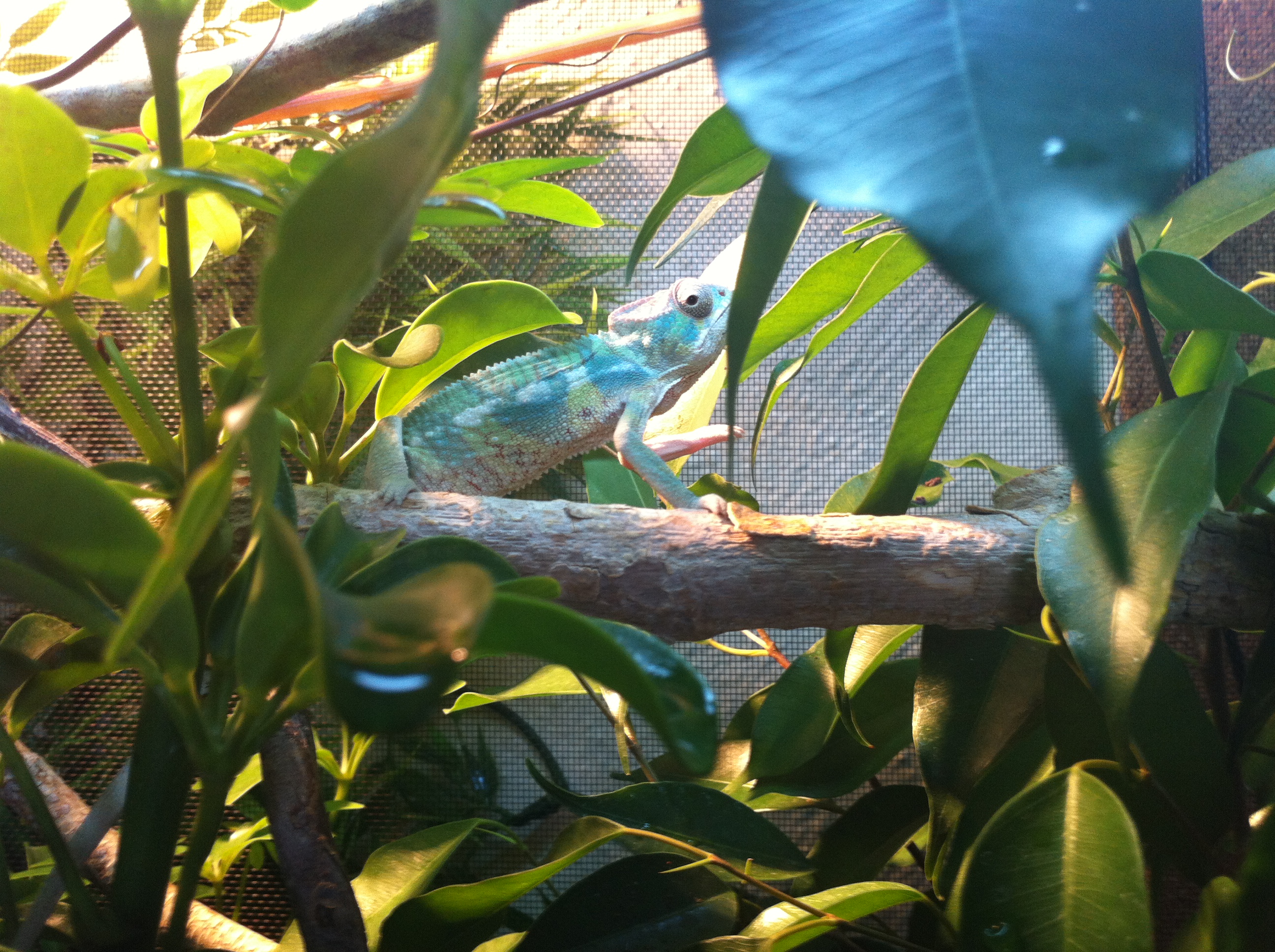 My Kammer Hatsikana 2 1/2 Mo Old Boy